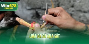 Luật Đá Gà Cựa Sắt| Cách Xác Định Thắng Thua Chuẩn 2025